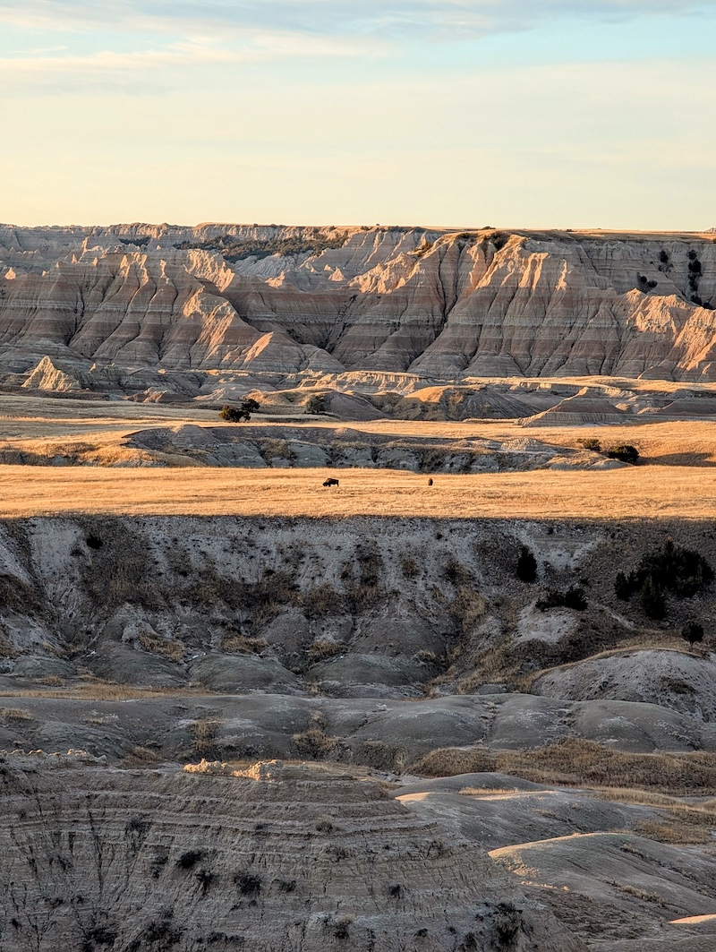 Badlands Wilderness Overlook at sunrise, zoomed in on bison.