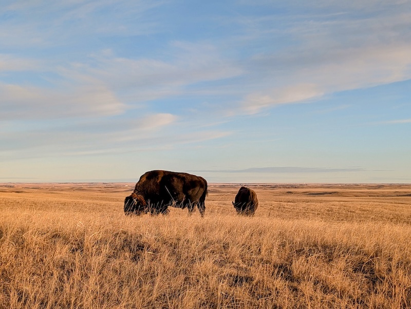 Bison don’t respond to ‘pspspspspsps’ like cats do … Or ‘moooooooo’ …