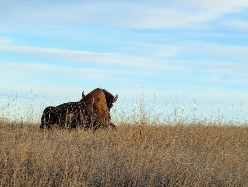 Another roadside shot of a bison from within our car. All back and no face, sadly… Also didn’t respond to our calls.