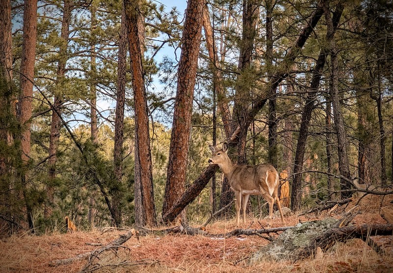 Found a deer hanging out near the walking path.